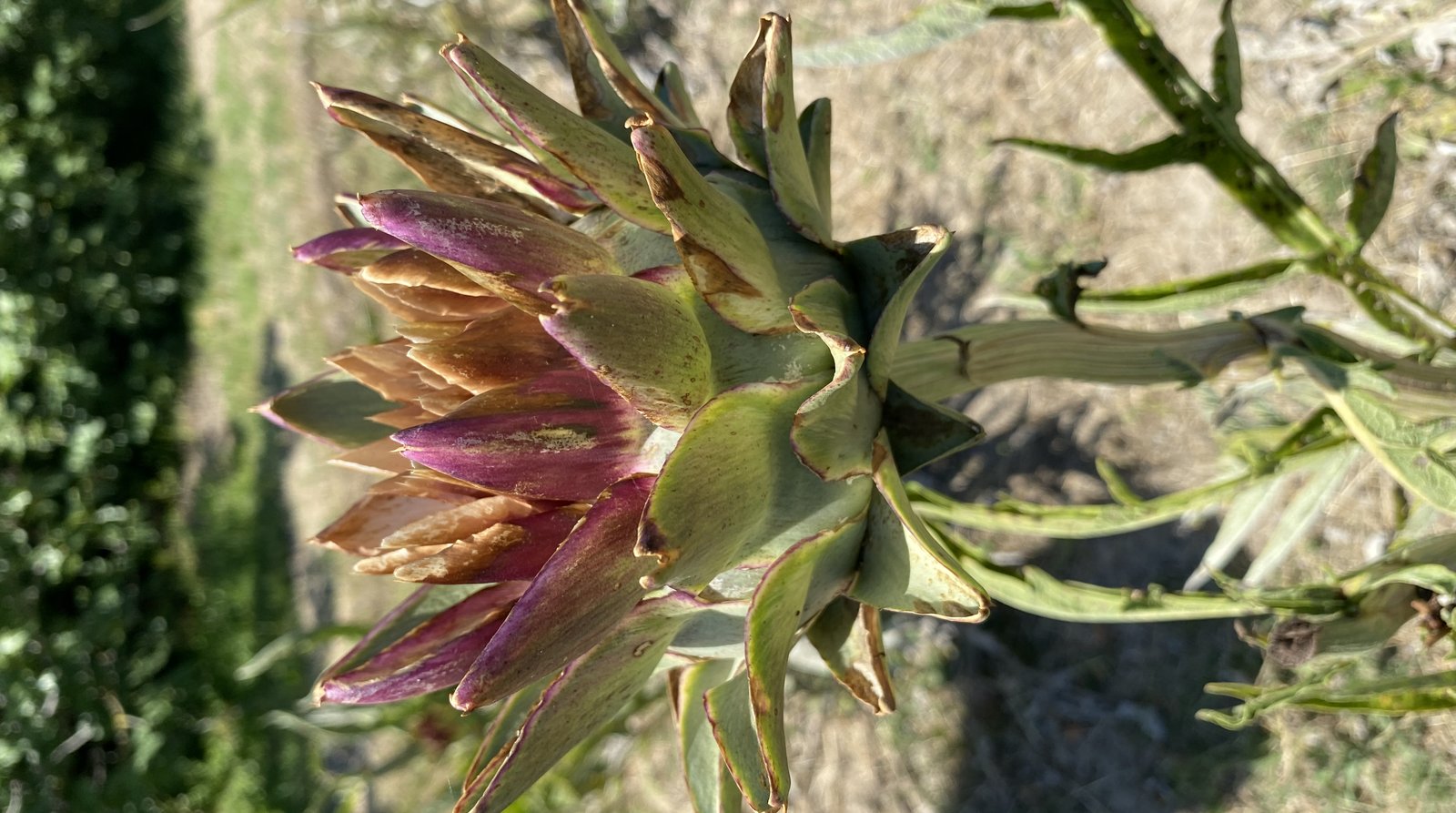 Purple-tinged artichokes freshly harvested on Sant'Erasmo island.