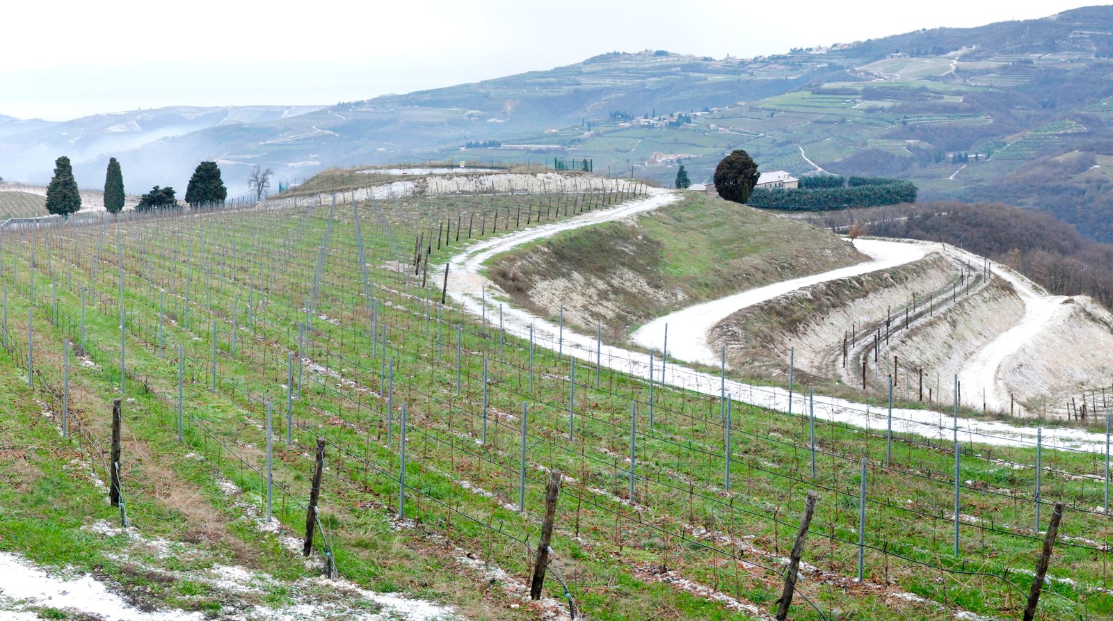 A panoramic view of vineyard rows in the Valpolicella hills.