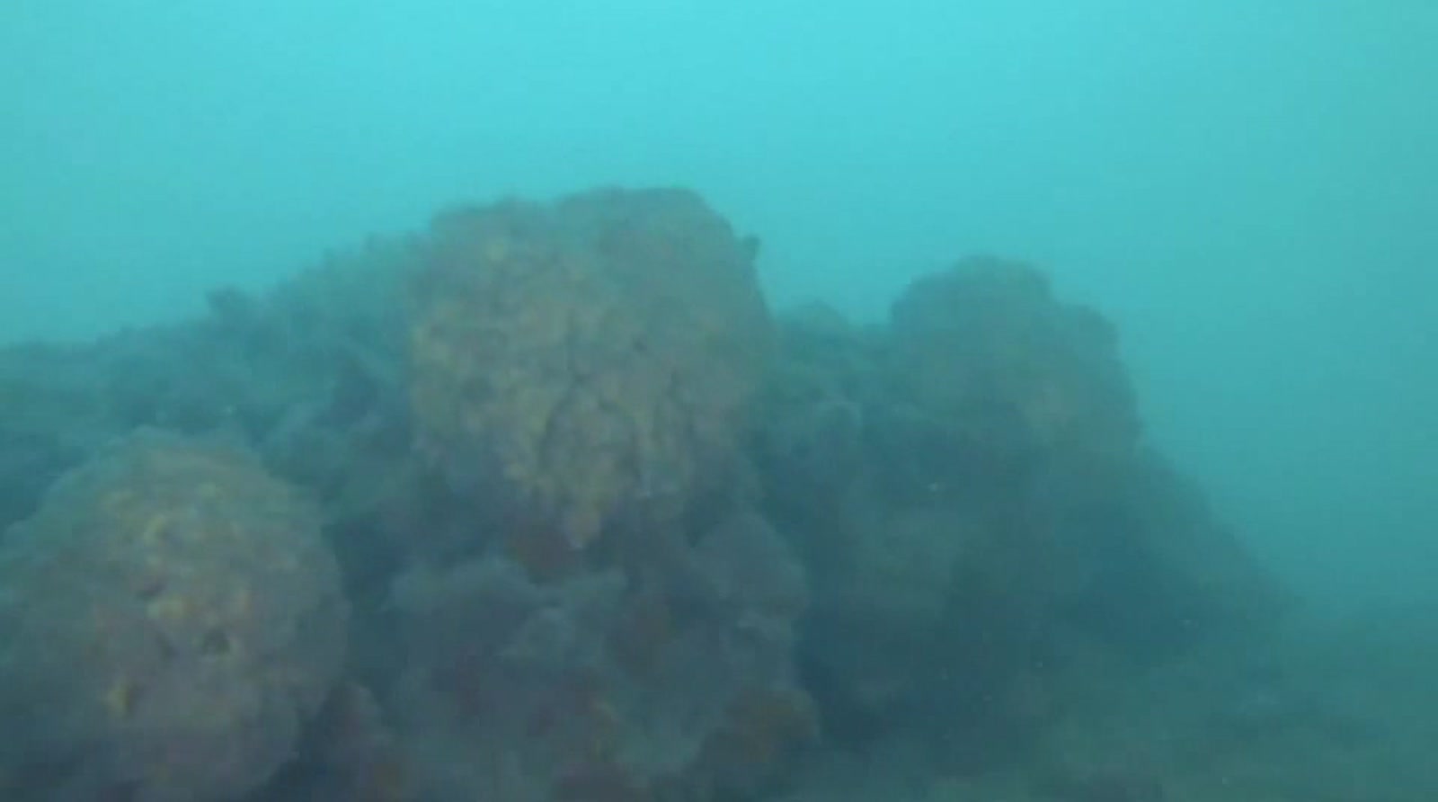 Une accumulation rocheuse de coralligène sur les fonds marins au large de Venise.